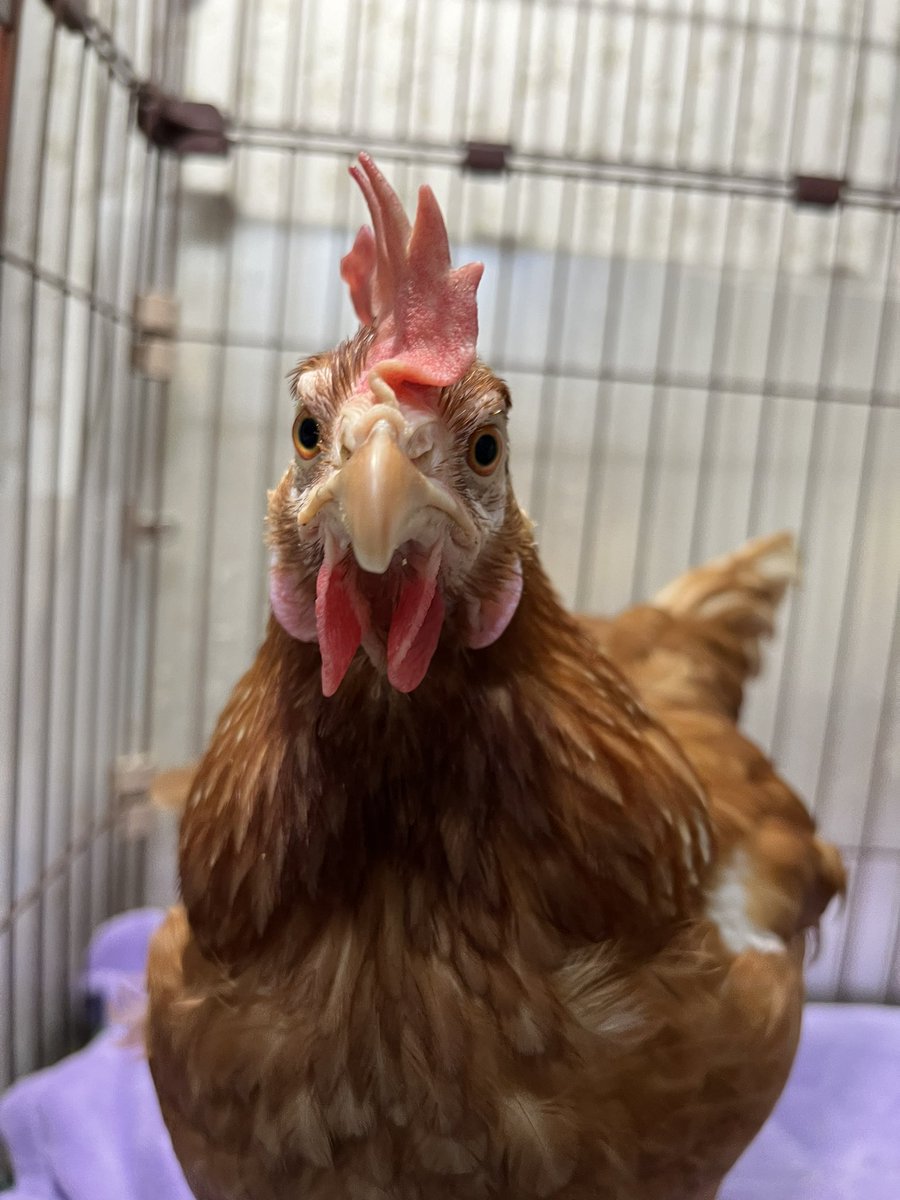 嘴廣 鸛(はしびろこう) tweet media