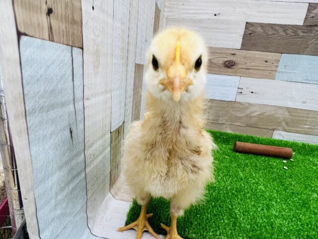 嘴廣 鸛(はしびろこう) tweet media