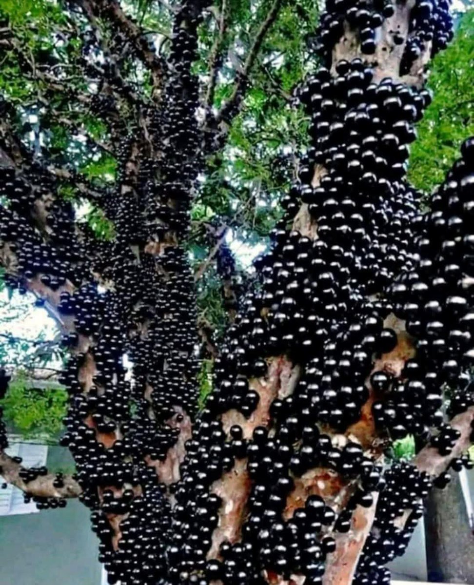 Cida Valente tweet media