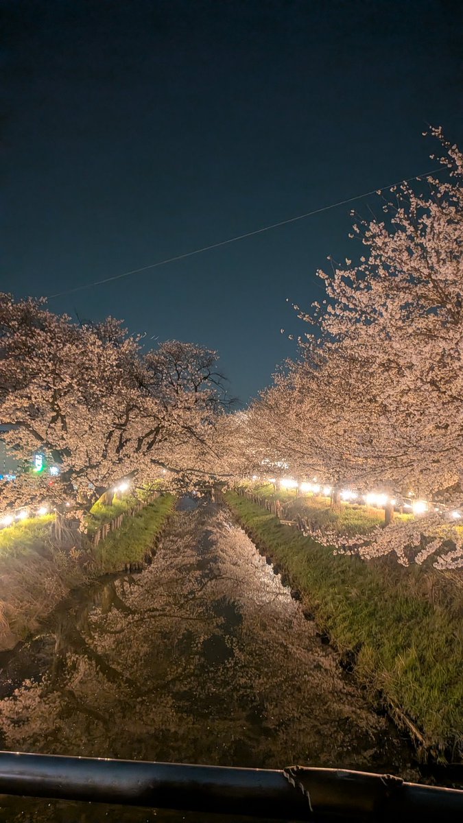 mokachi99's tweet photo. 川越の新河岸川の桜は夜も綺麗ですよ。
昼と変わって橋の上以外は空いてます。
平日はガラガラなんですけどね（笑） https://t.co/ziK2JbpQXZ