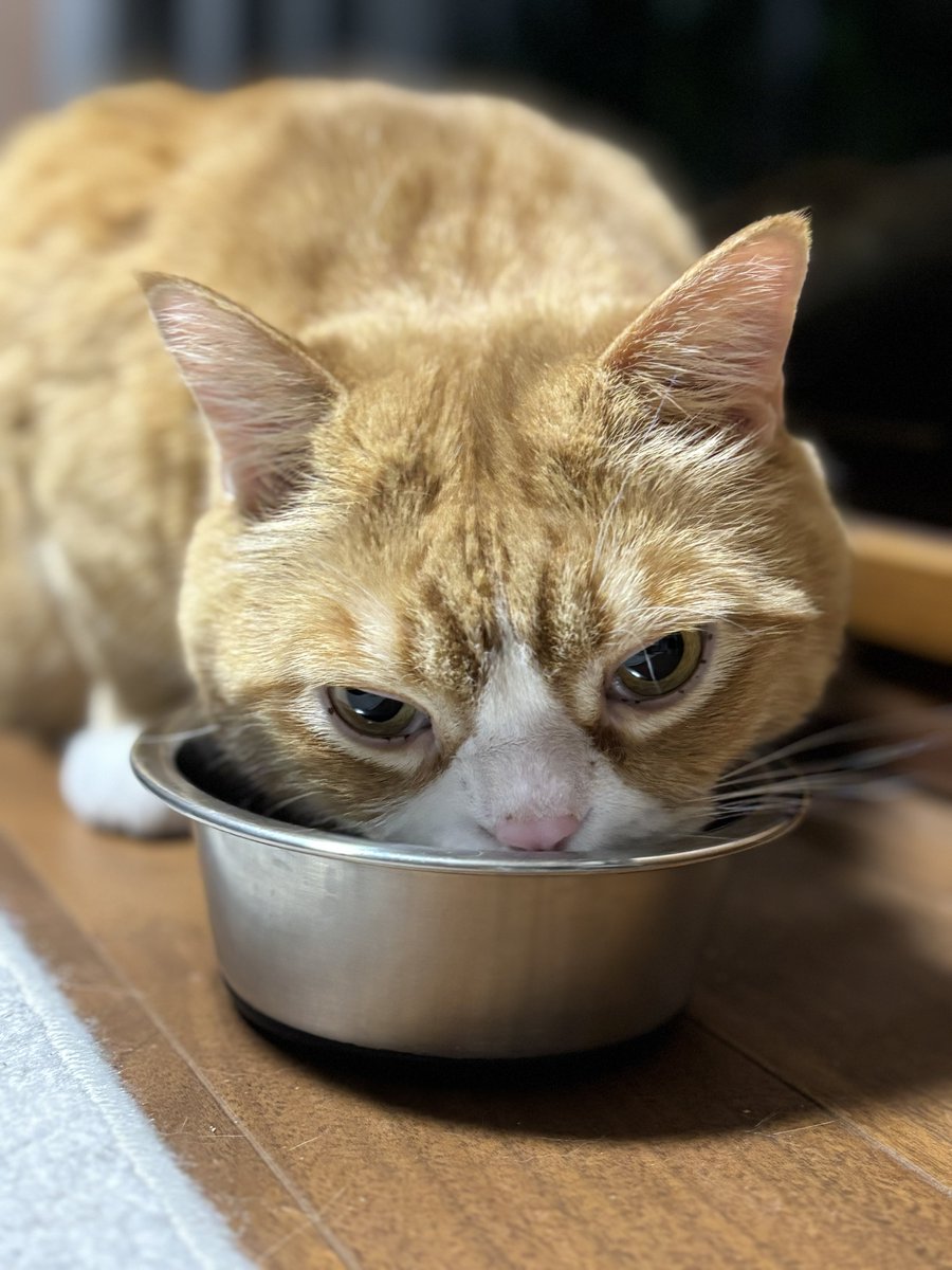 まんまるまんちかんのまる tweet media