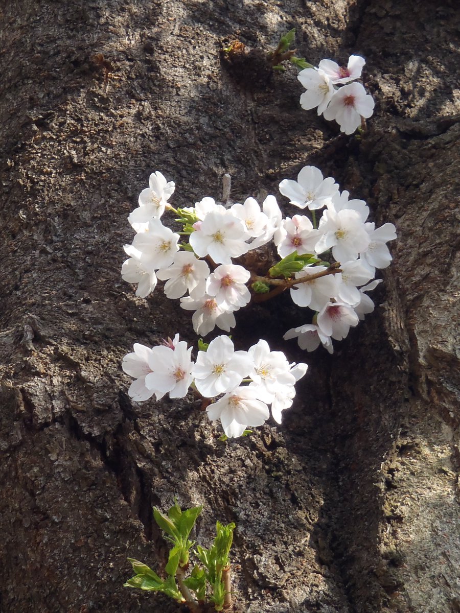 yuzuru💎 tweet media