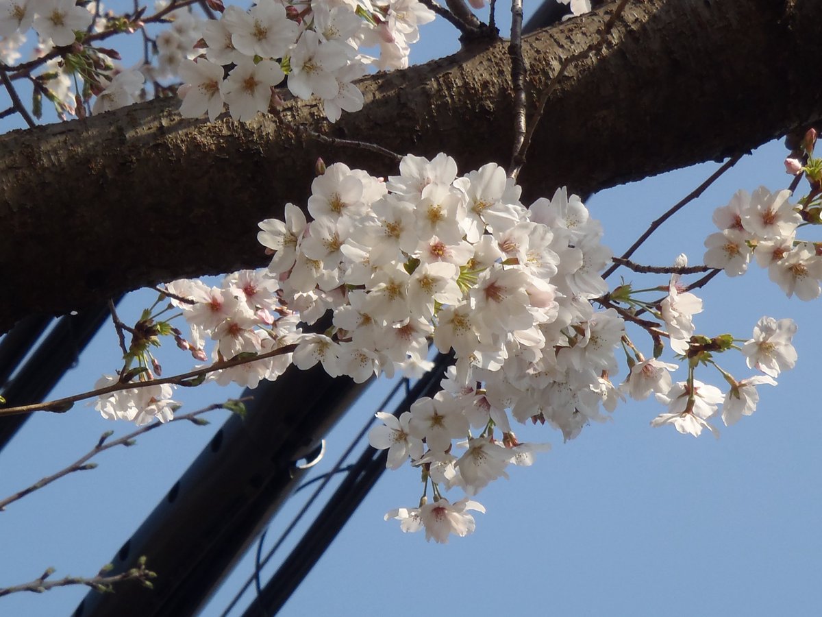 yuzuru💎 tweet media