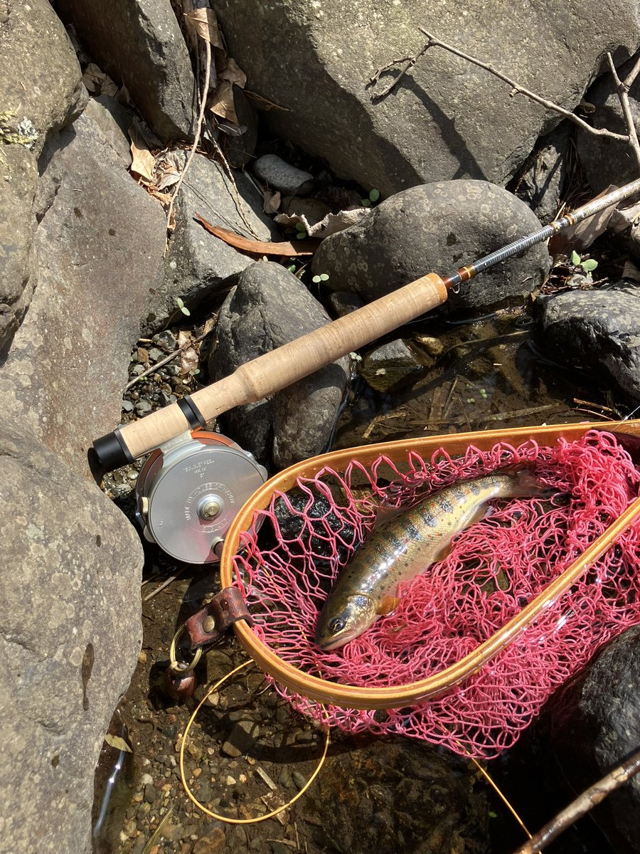 gachi_7134's tweet image. 今日は今シーズン初木曽へ！
ご一緒したのは勿論神さんです♪
釣果は3バラシ、1ラインブレイク、8ネットイン🕸️
リールに入魂も出来たしこの時期コレだけ釣れれば文句なし☺️
#フライフィッシング
#flyfishing
#タナビラ
#岩魚
#木曽の渓