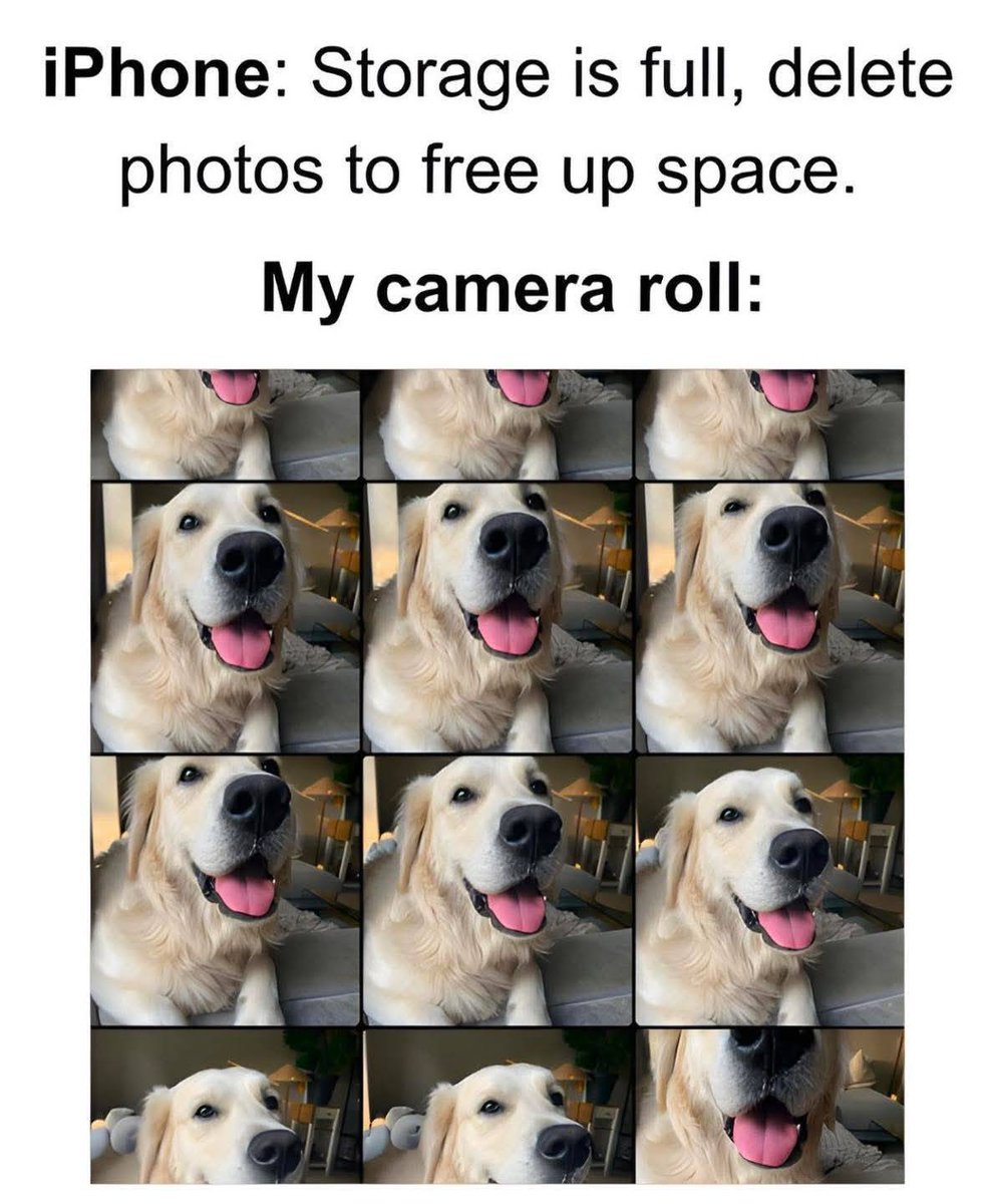 Heckin Good Dogs tweet media