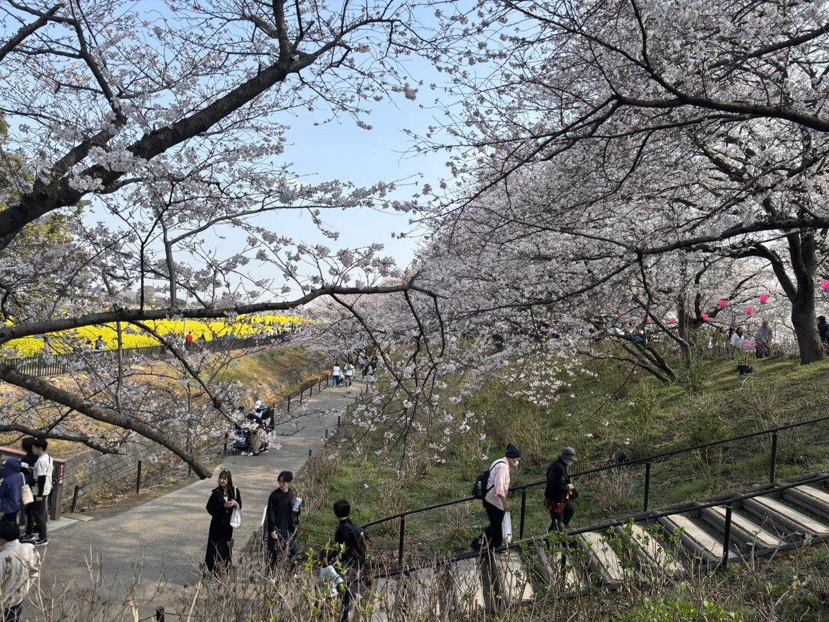 gomeisa1's tweet photo. 幸手権現堂、菜の花満開桜も五分咲きくらい？ https://t.co/dS6i5S0Xv7