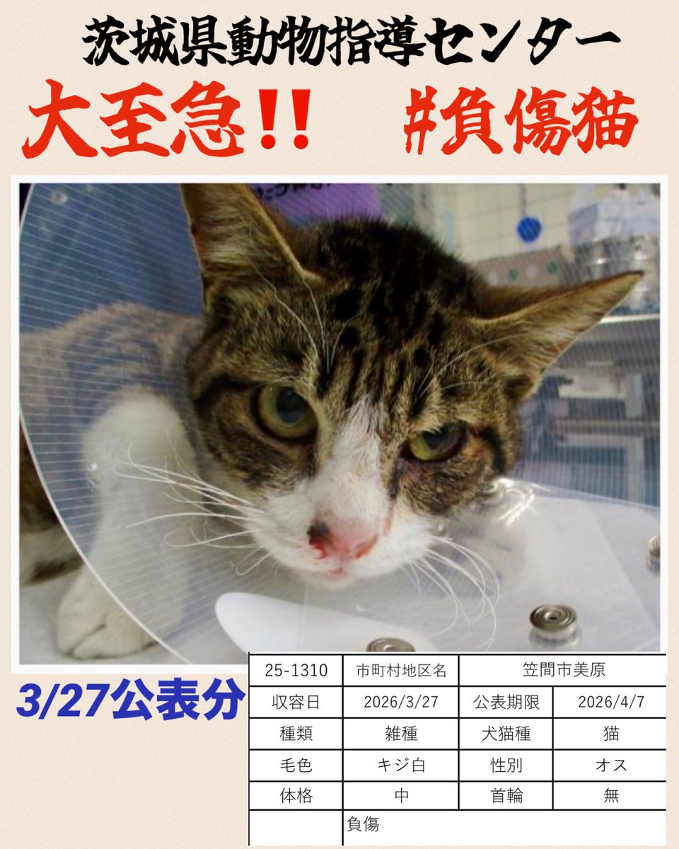 🆘♦️🆘♦️🆘
大至急‼️ 
負傷さんが入ってます。
画像から心配な状態に感じます
心当たりのある方は飼い主様に知らせてください
協力お願い致します
♦️お願い
保護されるのは負傷・衰弱の猫さんが多い
完全室内で飼育と不妊手術の徹底を
お願いします🍀🙏🏻
🆘3/27茨城県動物指導センター 🆘