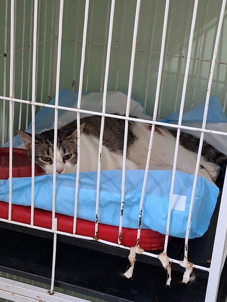 Soda!👽 tweet media