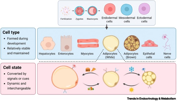 Trends_Endo_Met's tweet photo. Online Now:  Exploring cell types and their dynamic states in adipose tissue https://t.co/Eq4mqXy92o #trends #endocrinology #metabolism https://t.co/dqCN4PLDDt