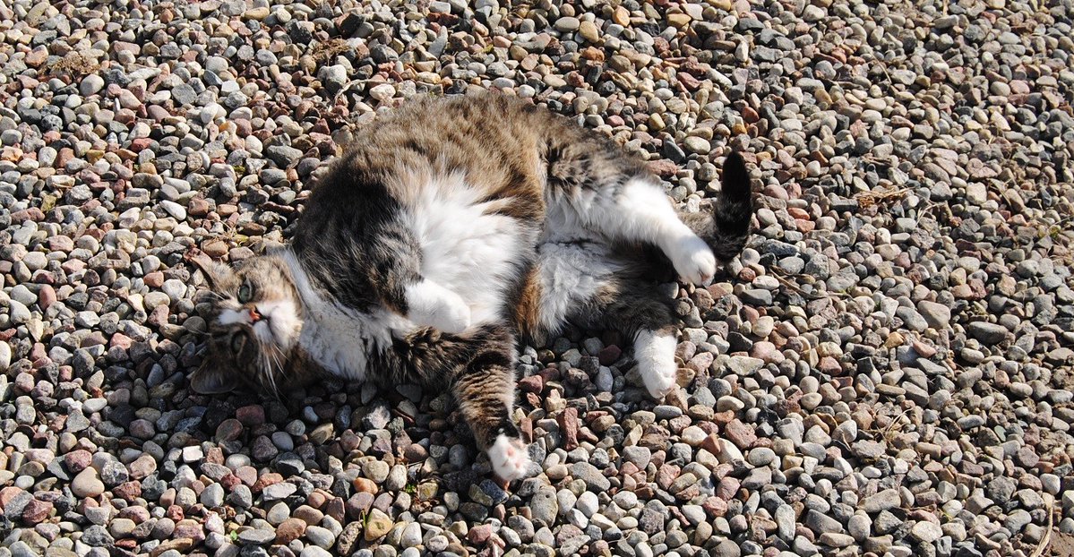 Jerry Coyne tweet media