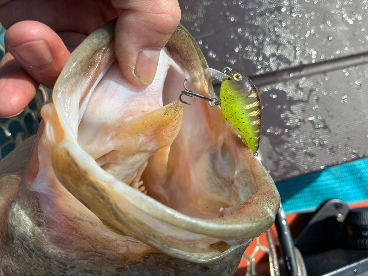 ik4UkrARsB0hqZd's tweet photo. スタッフ内山君、
カイシンクランクでビッグフィッシュ🎣
SRの方ですね。
#NOIKE
#カイシンクランク
#45SR
#来月リリース予定
#NOIKEマーケティング https://t.co/GpKshaDpUE