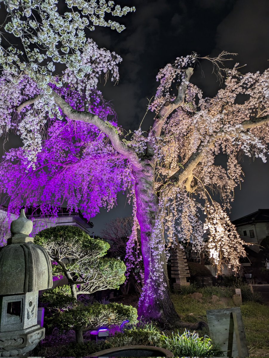 ayunlevel4's tweet photo. 妙法寺の枝垂れ桜のライトアップも見てきました💡🌸
ライトの色が次から次へと変化して行くので印象が変わり感動的でした🩷❤️💙
他の種類の桜もあるので境内中見応えがあります。桜羊羹はまだ購入できそうです。
妙法寺さまありがとうございます🙏✨
素晴らしい夜になりました🌛🌸 https://t.co/JlUI03fZr6