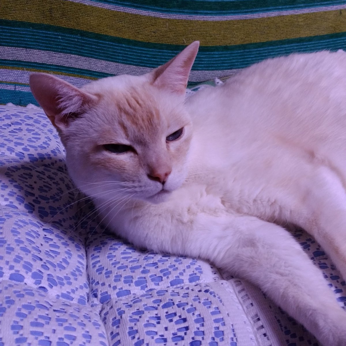 chappo115's tweet photo. 笹かま猫チャポ君（2018年没）の写真を生成AIリミックス機能で加工したら、水彩画風になったり、完全にシャム猫に変身したり…🙀「コレ、ボクじゃないよ！」。しばらくリミックスにはまりそうです。 https://t.co/3KSBKC6CLf