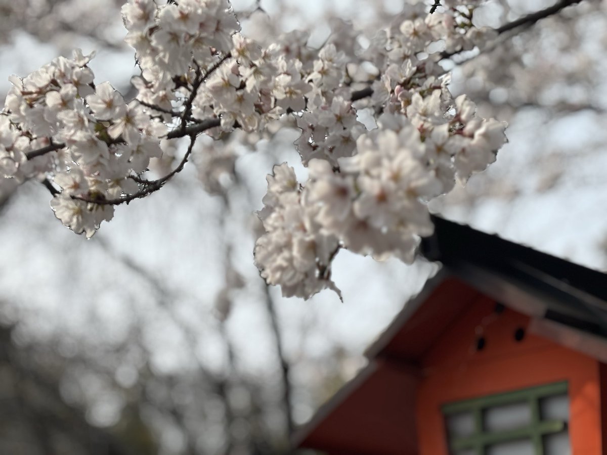 CRISS-CROSS / さぶ tweet media