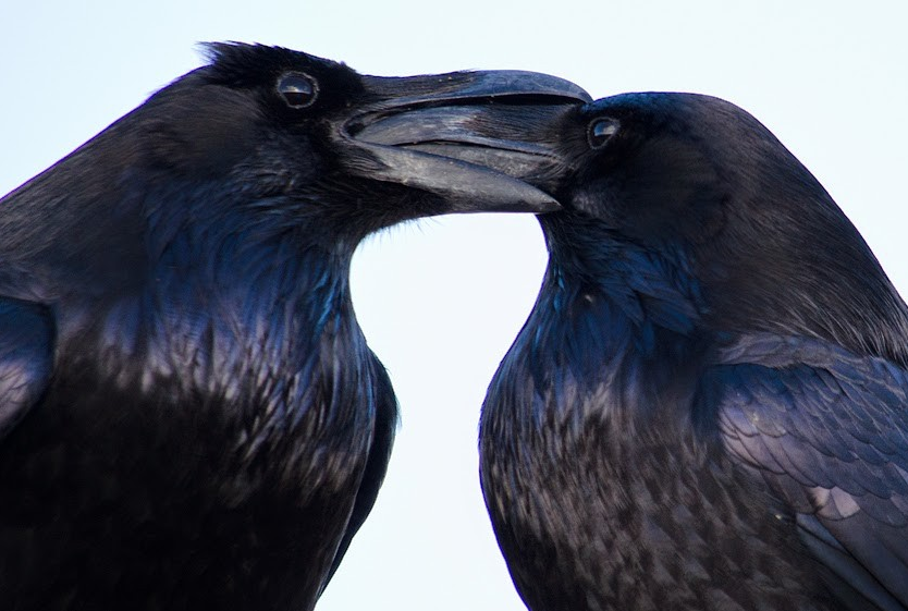 Frogmouth tweet media