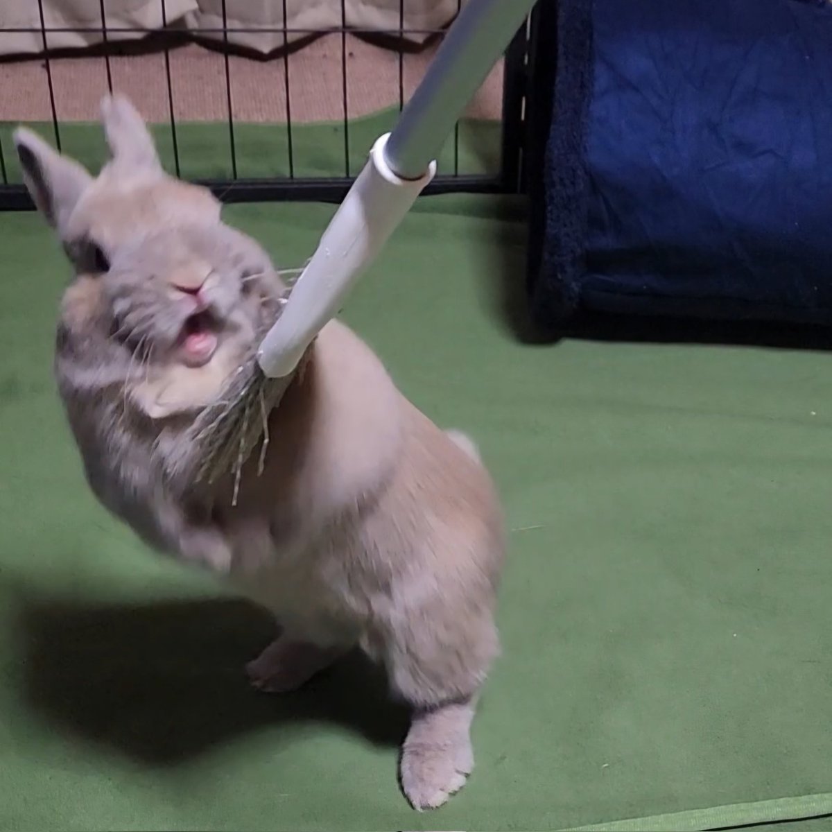 T7ふぉんNP tweet media