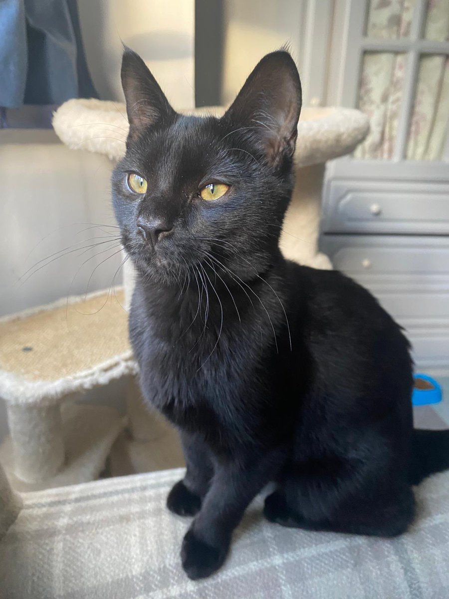 MNashCatRescue's tweet photo. Affectionate 10 month old Pepsi is looking for a new home this #Caturday. She loves fuss and cuddles and is looking for staff who will be around whenever she wants them! Please #AdoptDontShop today. #Buckinghamshire https://t.co/BZdfHSLsN1