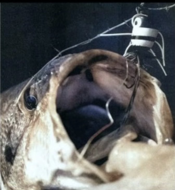 ValHarris tweet media