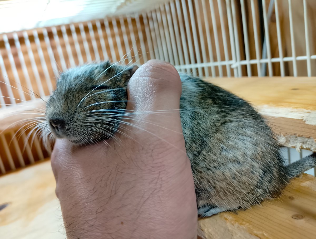 eroaki53's tweet photo. うちのネズミ共は元気です

#チンチラ
#デグー https://t.co/j6m7vcDrwm