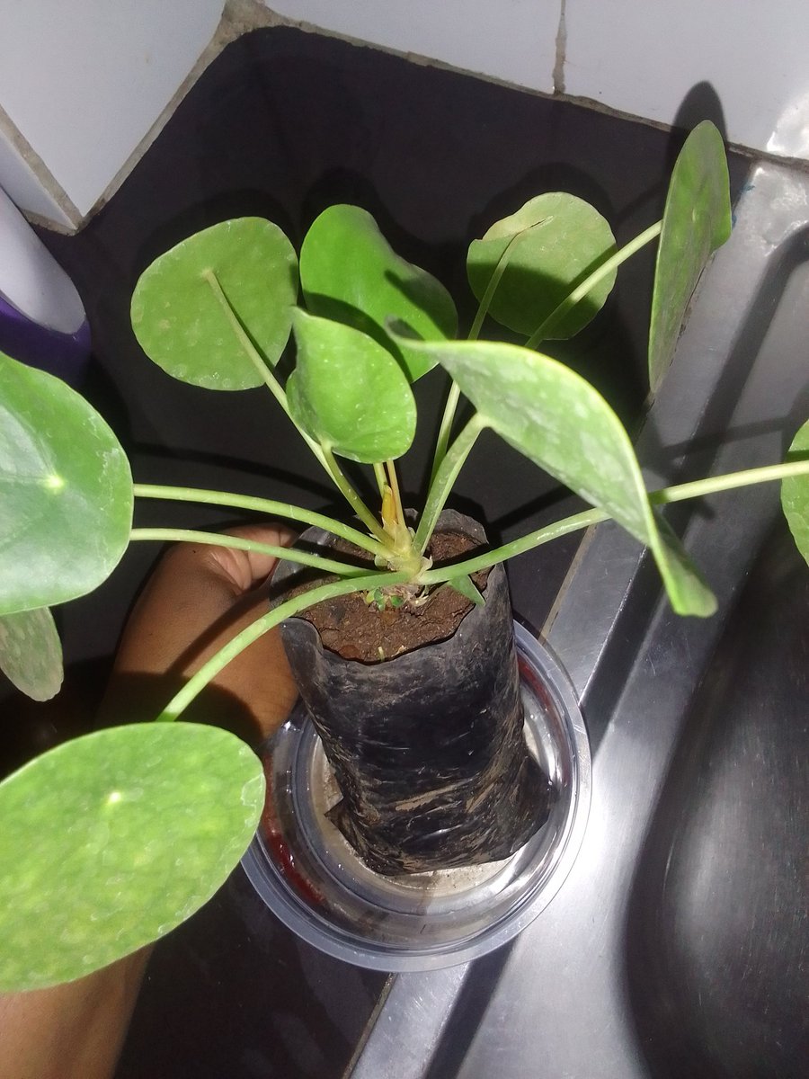 Jerono™🇰🇪 tweet media