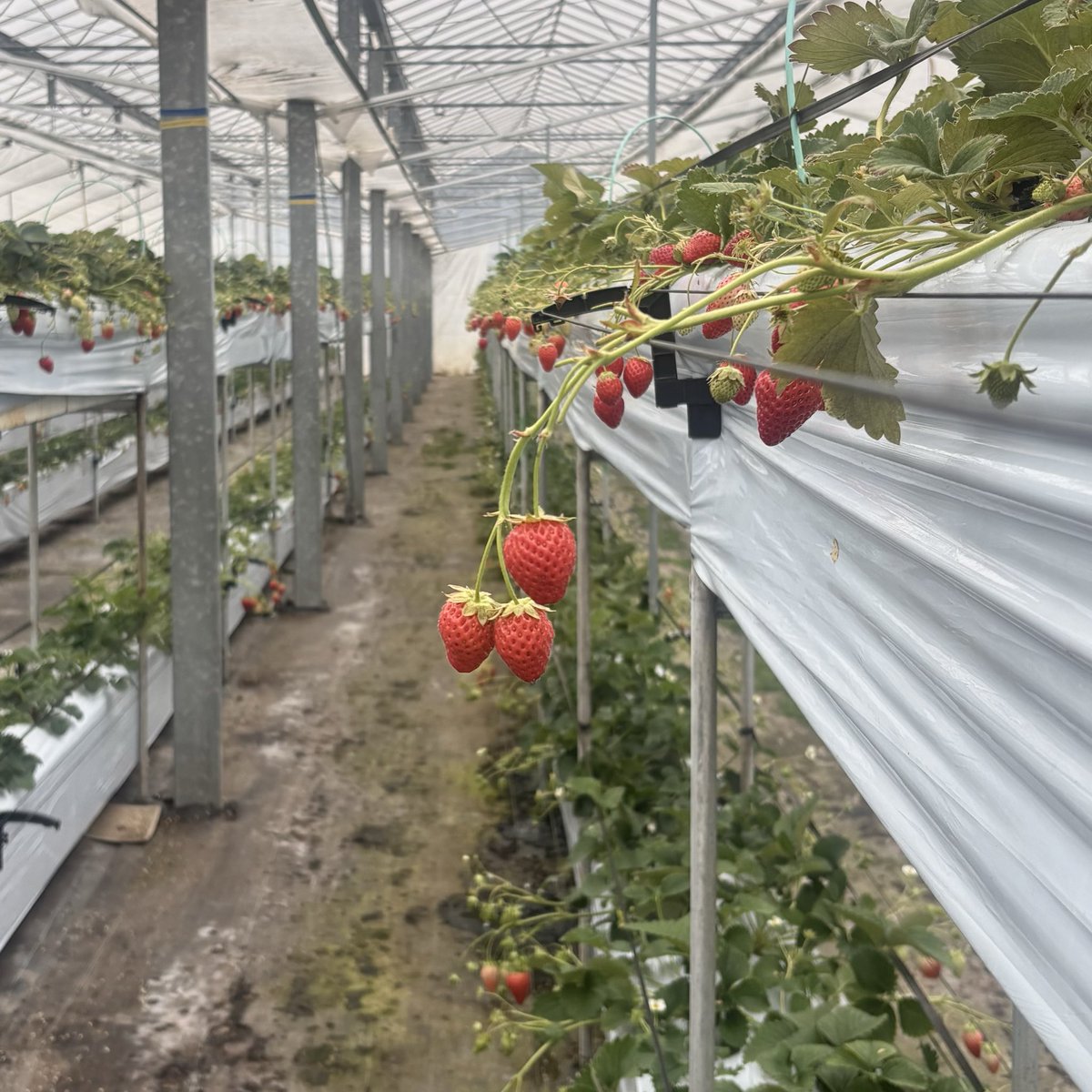 𝑠𝑢𝑢 tweet media