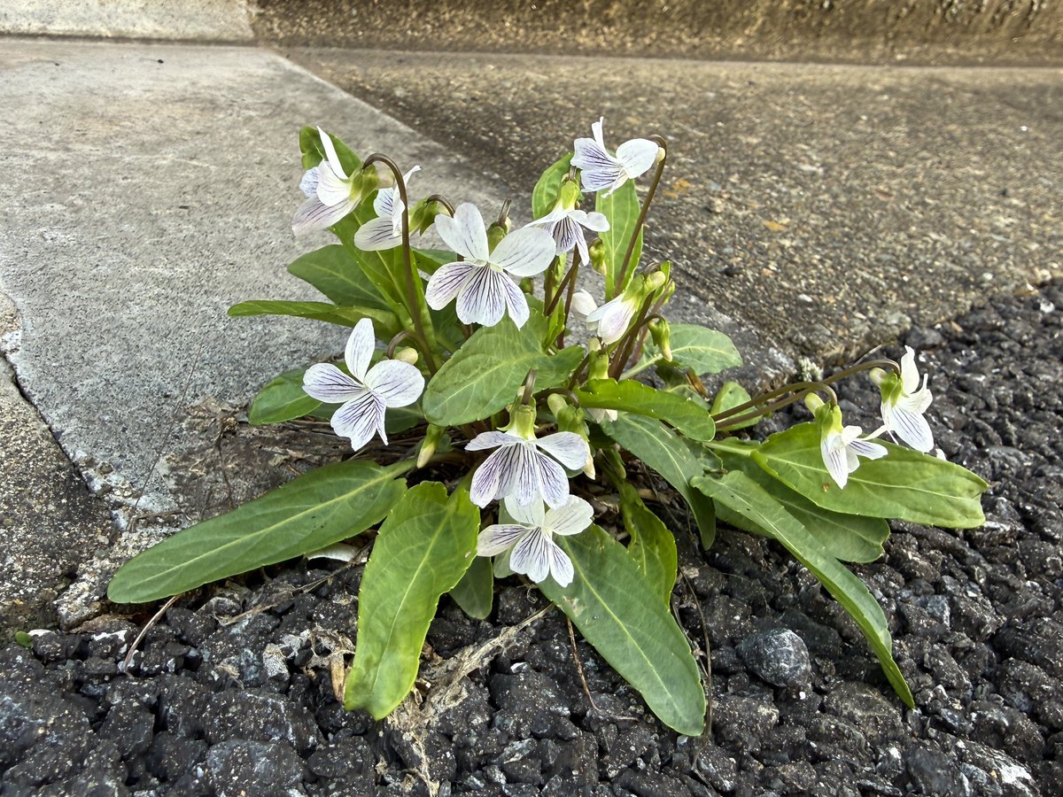 モー（モリでも👌） tweet media