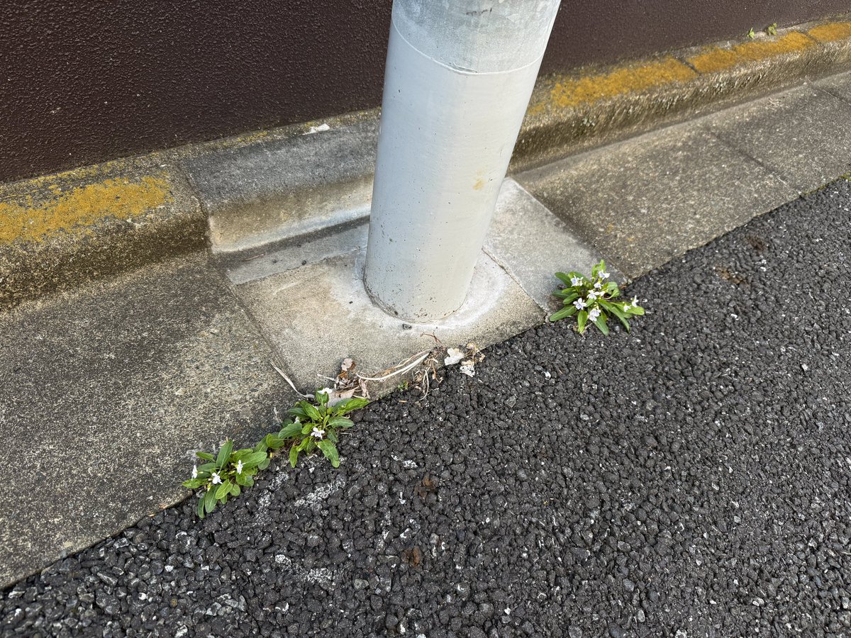 モー（モリでも👌） tweet media