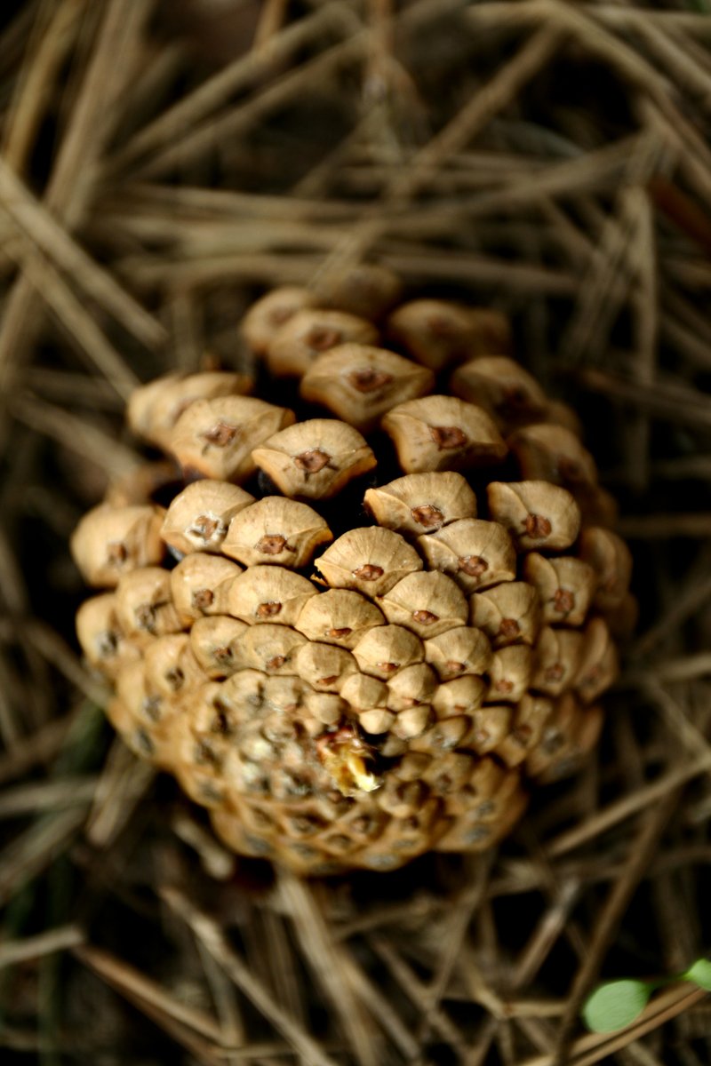 Shanomag tweet media