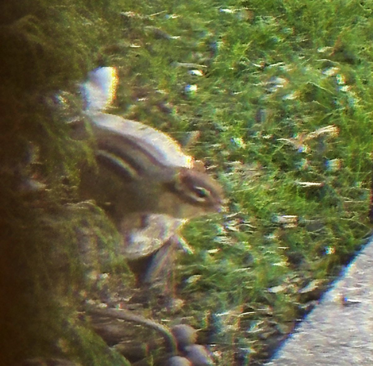 😊🇺🇸🇬🇧RENATE⚽️😎😺 tweet media