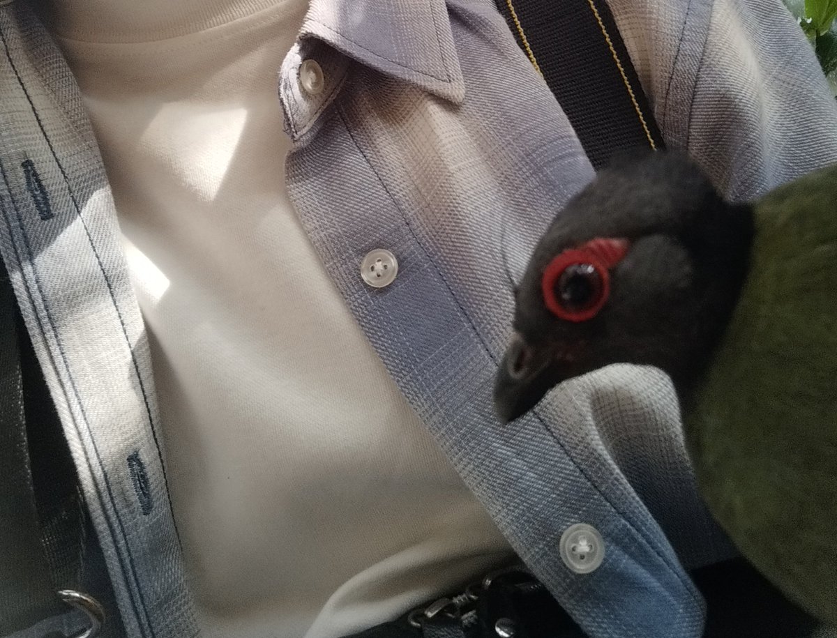 a1701's tweet photo. 神戸どうぶつ王国
近距離でも逃げないので、スマホ構えて座ってたら腕に飛び乗って来て驚いた(笑) https://t.co/ijtYxr2fGn