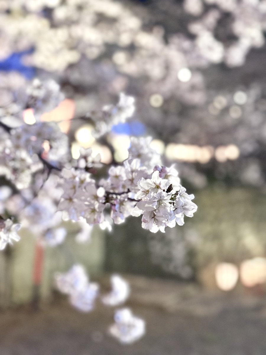 けいカメラ tweet media