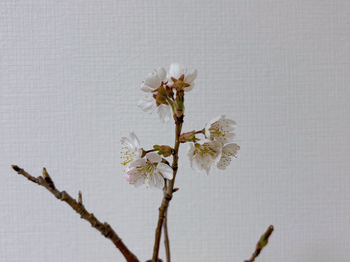 ラピス tweet media