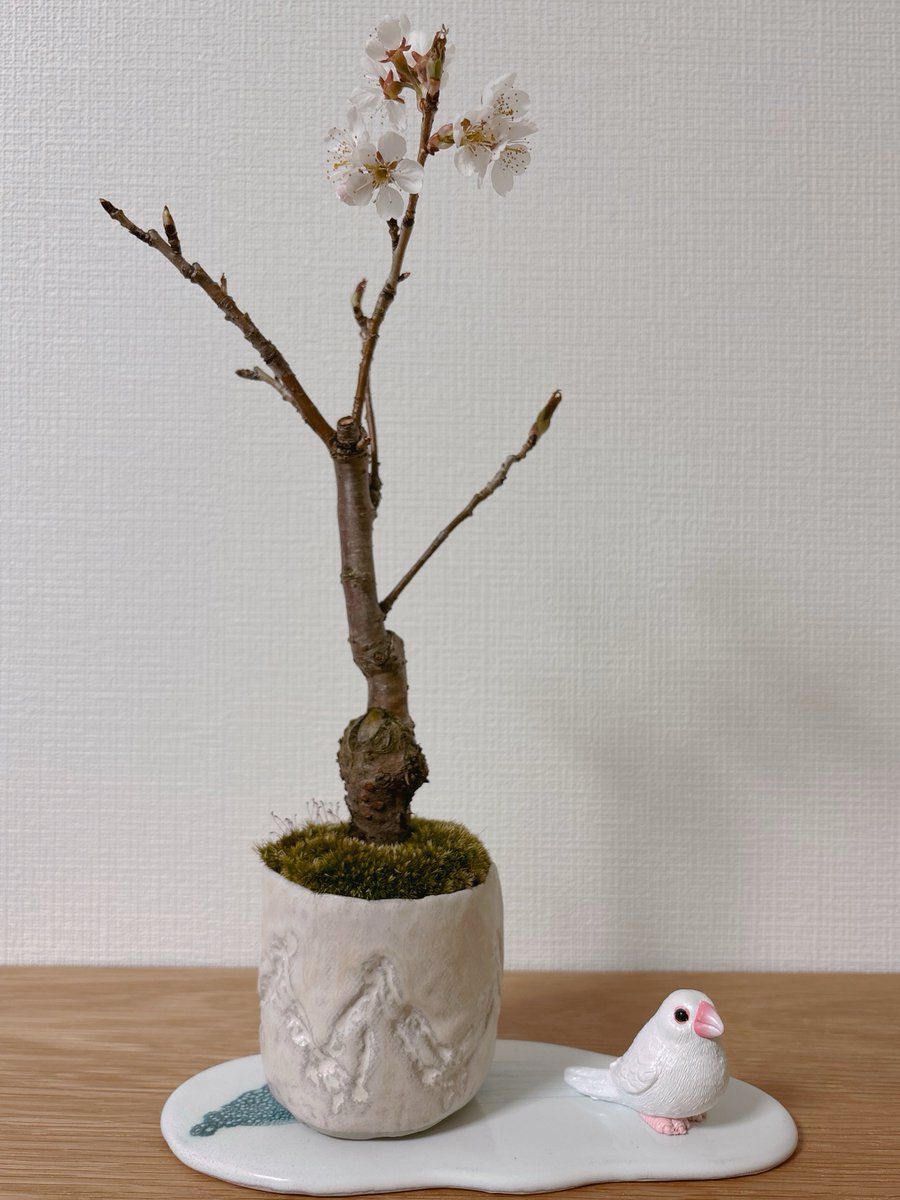 ラピス tweet media