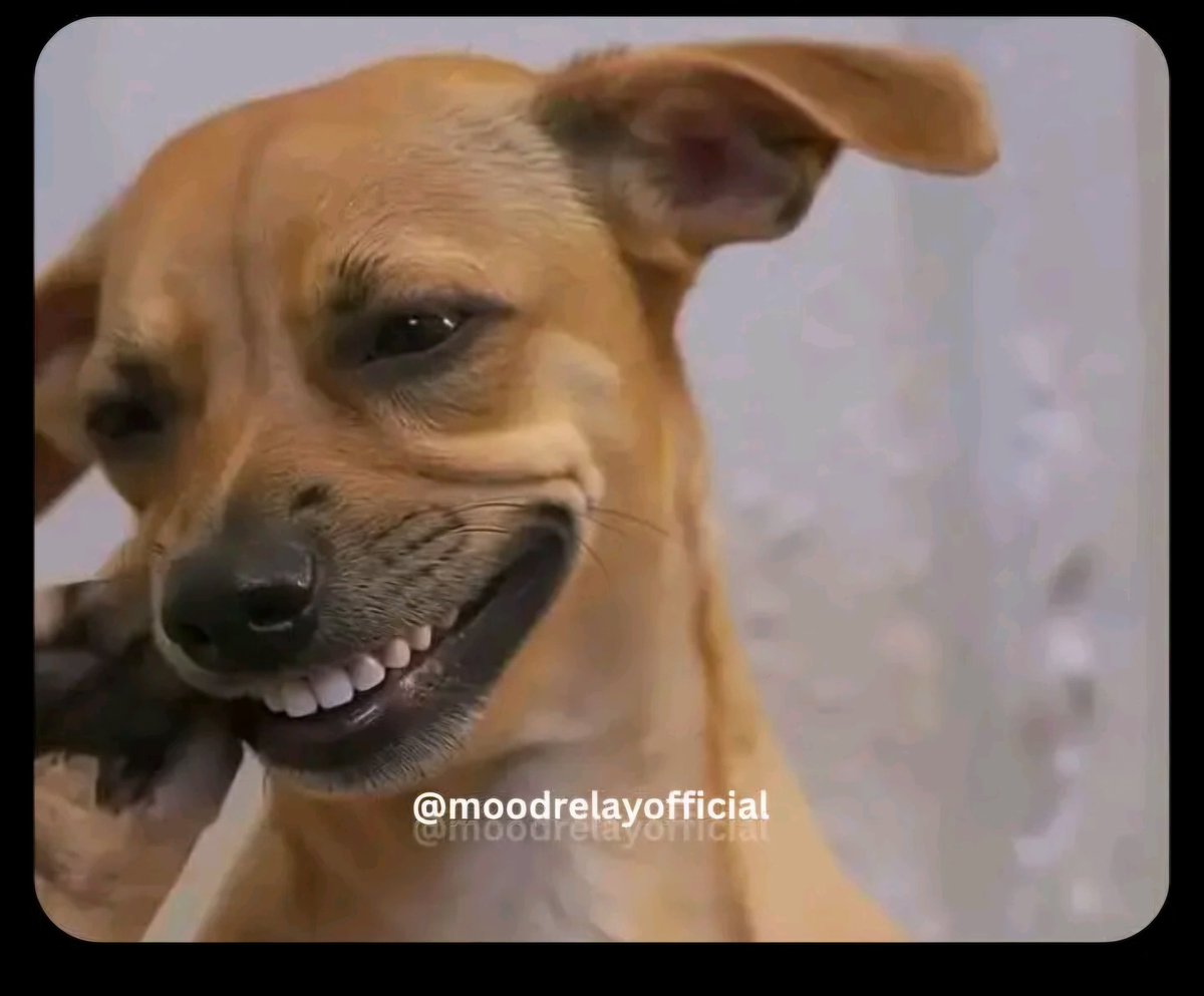 𝗝𝗔𝗬𝗭 tweet media