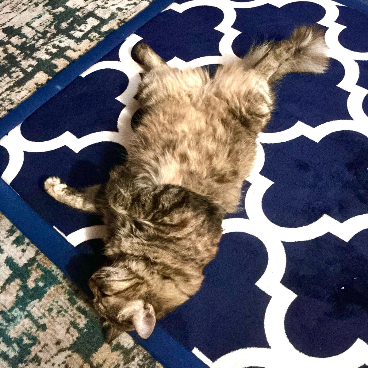 Haree Mata🌻⛅ cmms open tweet media