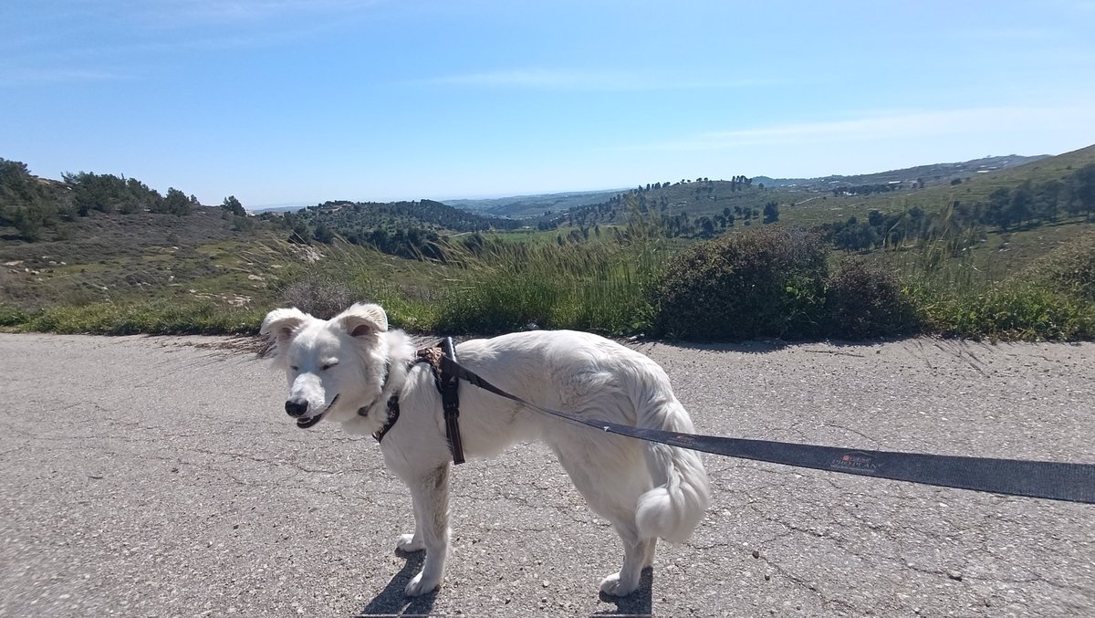 Maor Dahan tweet media