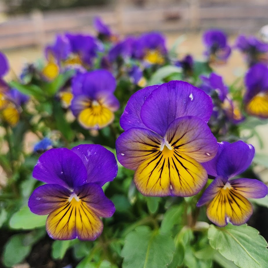 🌱 Shannon Walsh 🦋🦋🦋 tweet media