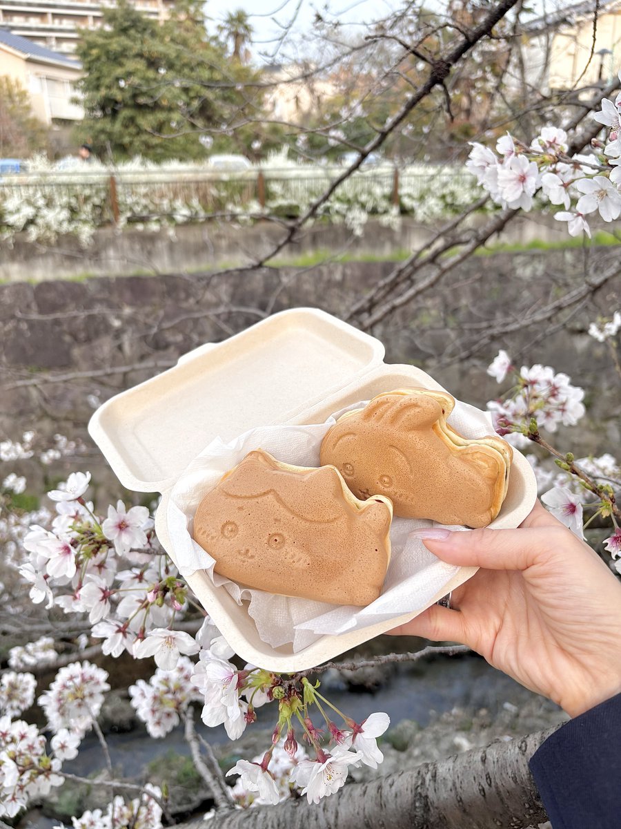 うさお🐰 tweet media