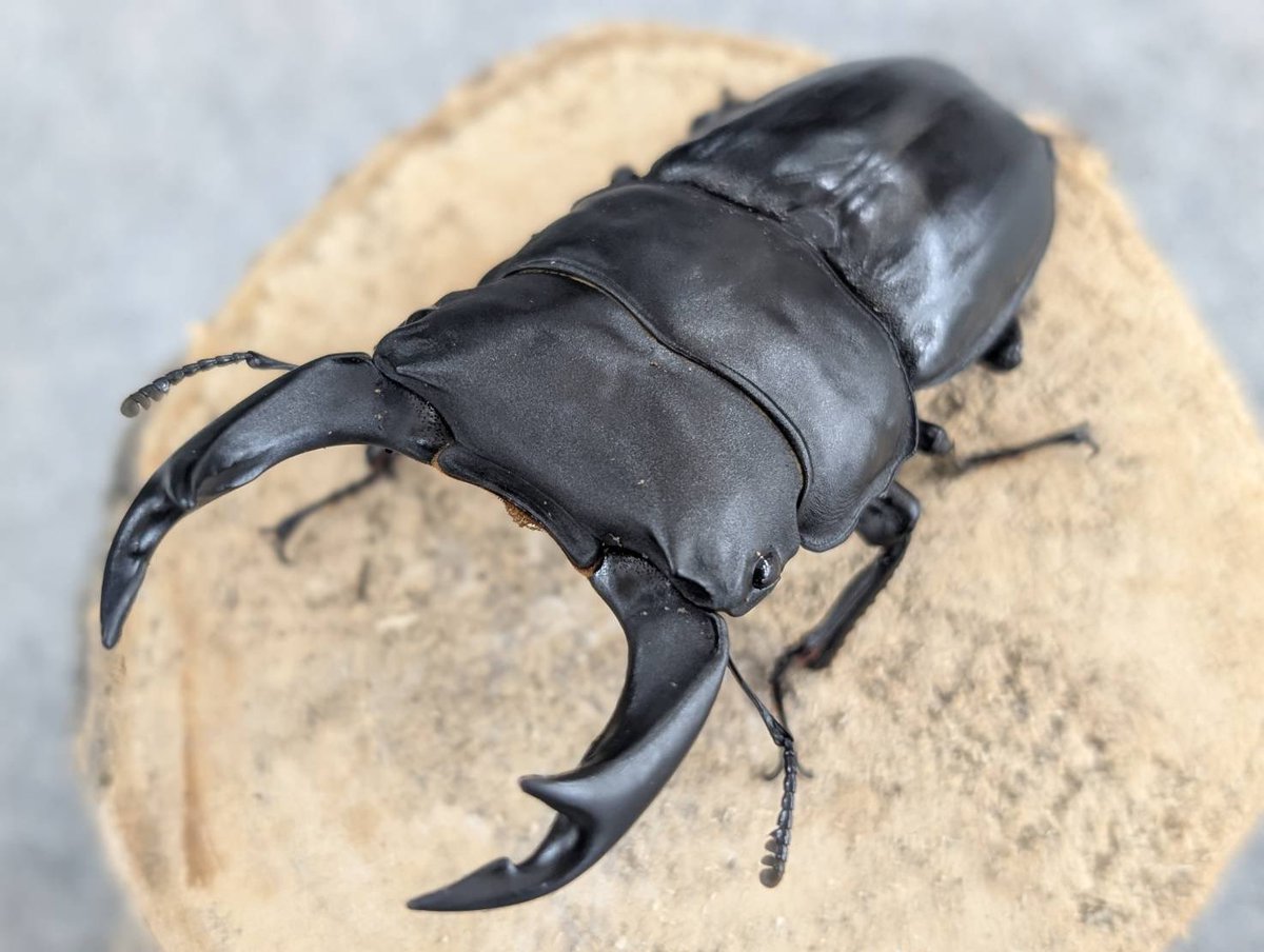 D.N.A高知店_昆虫アカウント tweet media