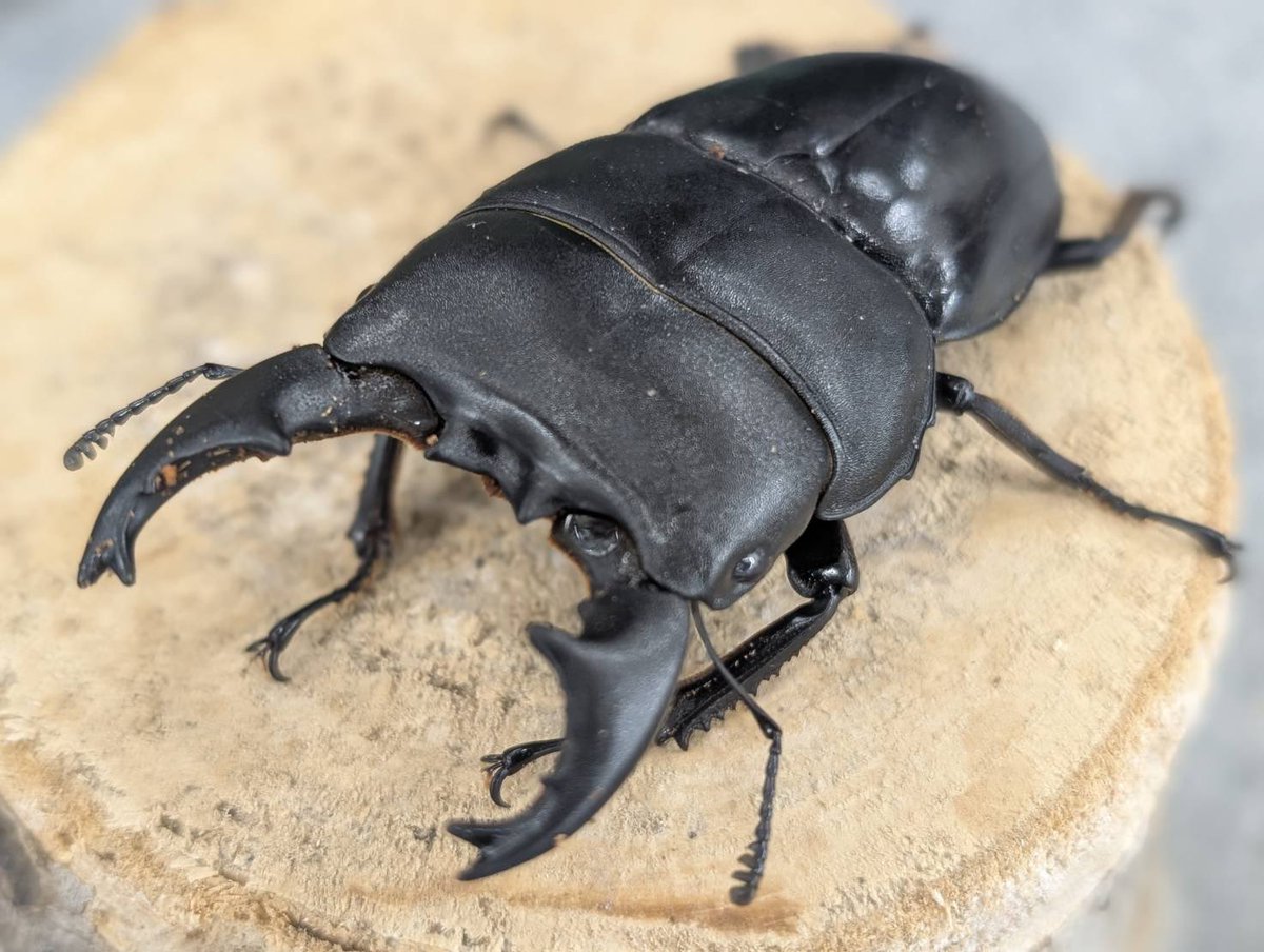 D.N.A高知店_昆虫アカウント tweet media