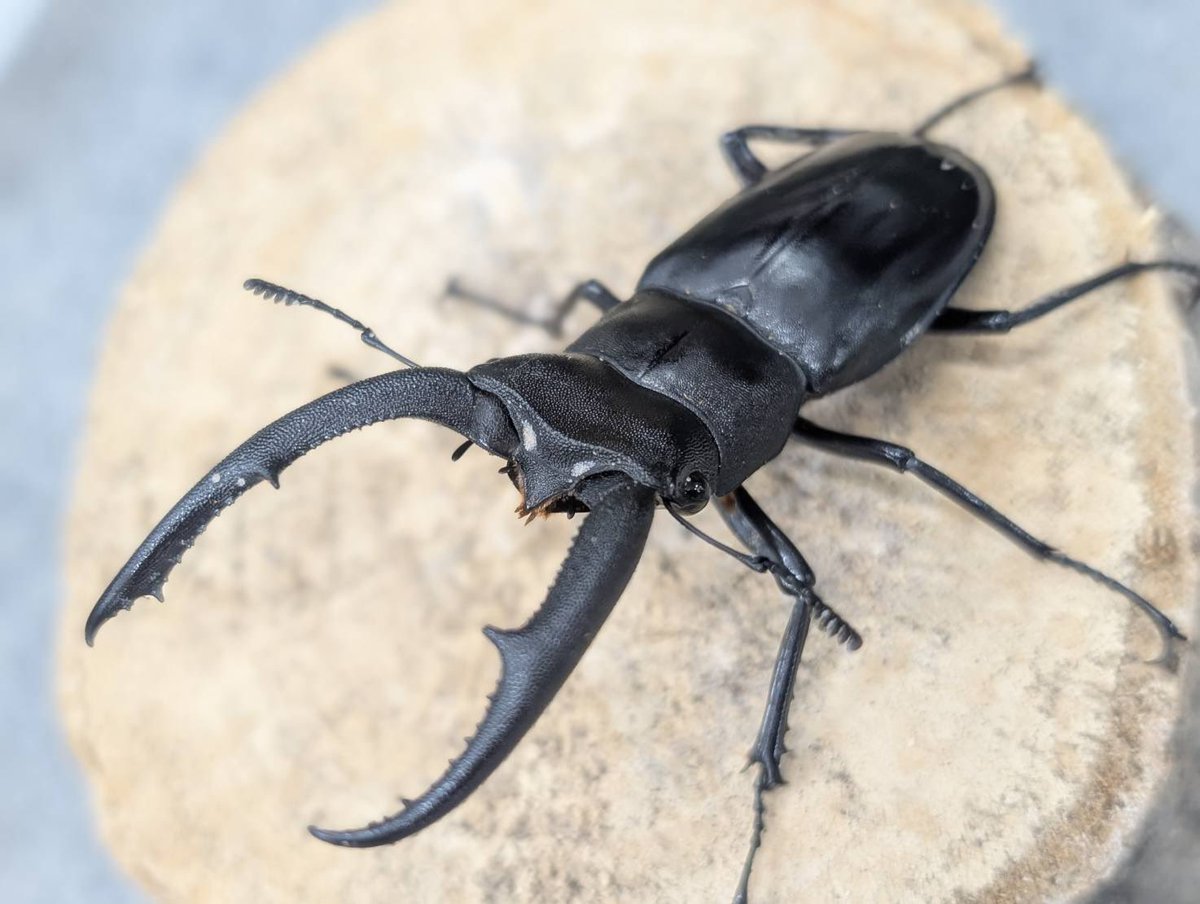 D.N.A高知店_昆虫アカウント tweet media