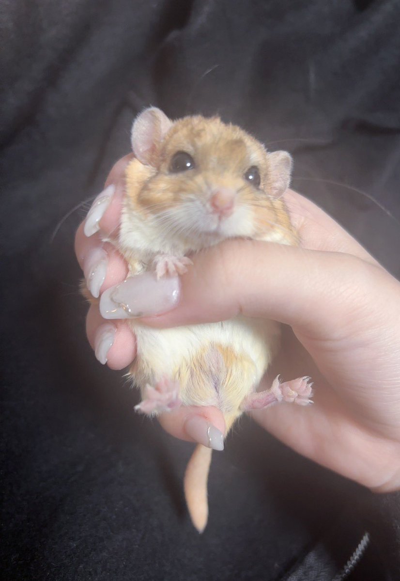 なのろ tweet media