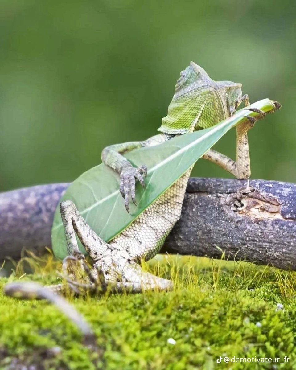 ŁE ØG $UƦ X tweet media