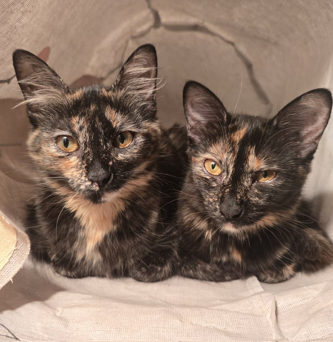 Lara ♱ tweet media