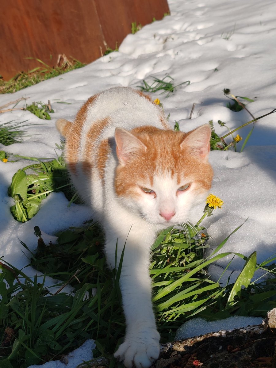 Ele ☾ the baratheon 🦌 🇵🇸 tweet media