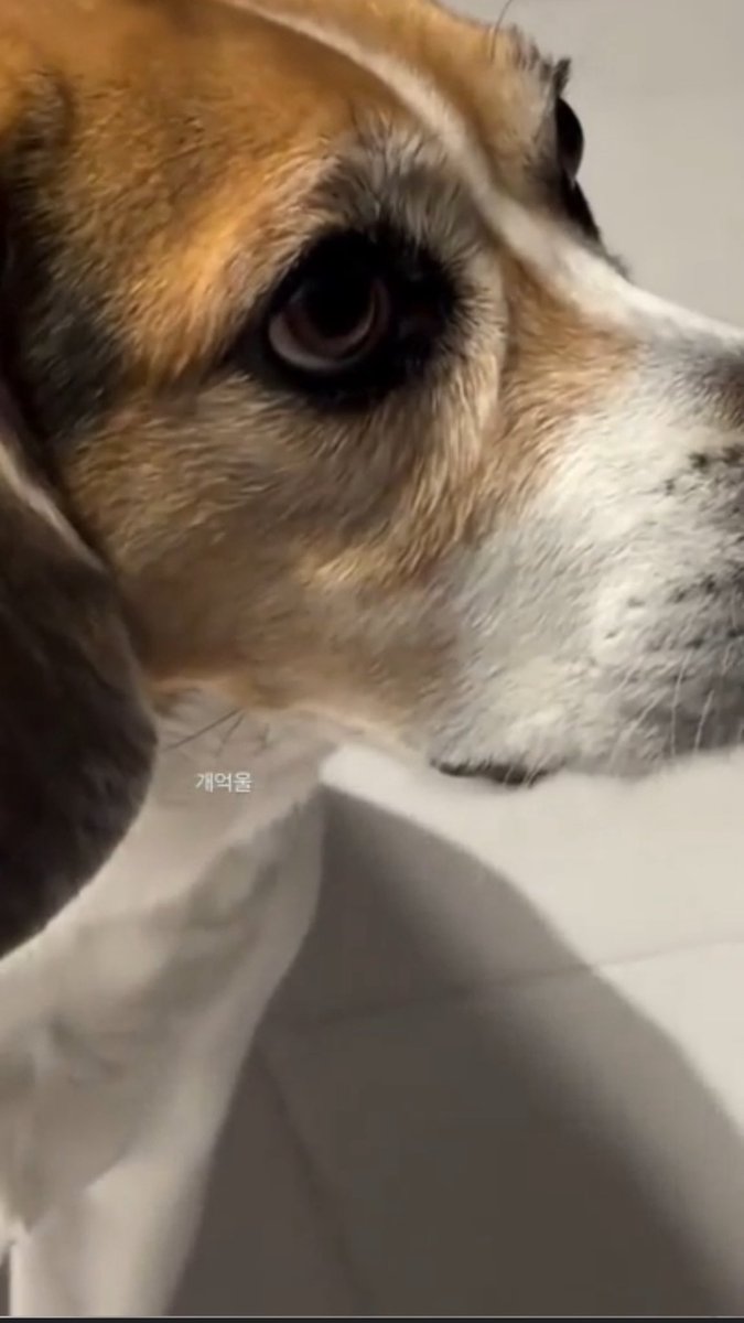 에그그 tweet media