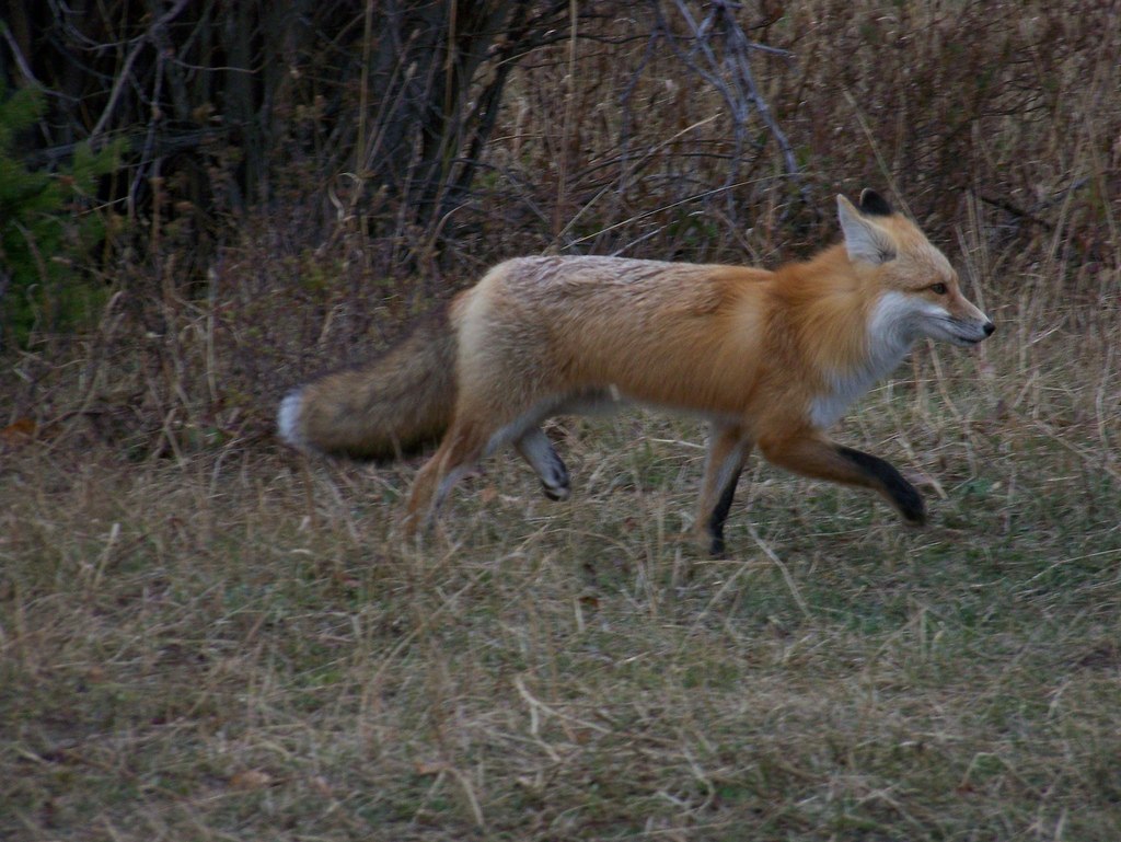 OccasionalFops tweet media