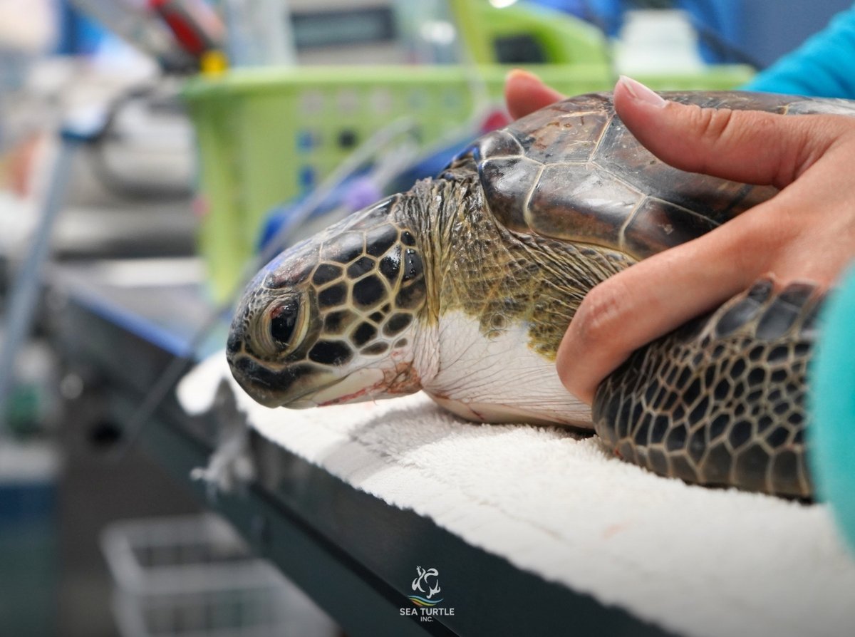 Meet Corie… our newest patient, welcomed by Corie (our stellar staff member)! Things got a little confusing (in the best way) during intake…“Corie, can you grab Corie?” 😄🐢