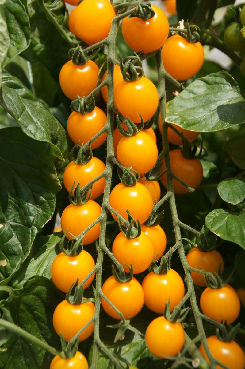 tempe33448866 tweet media