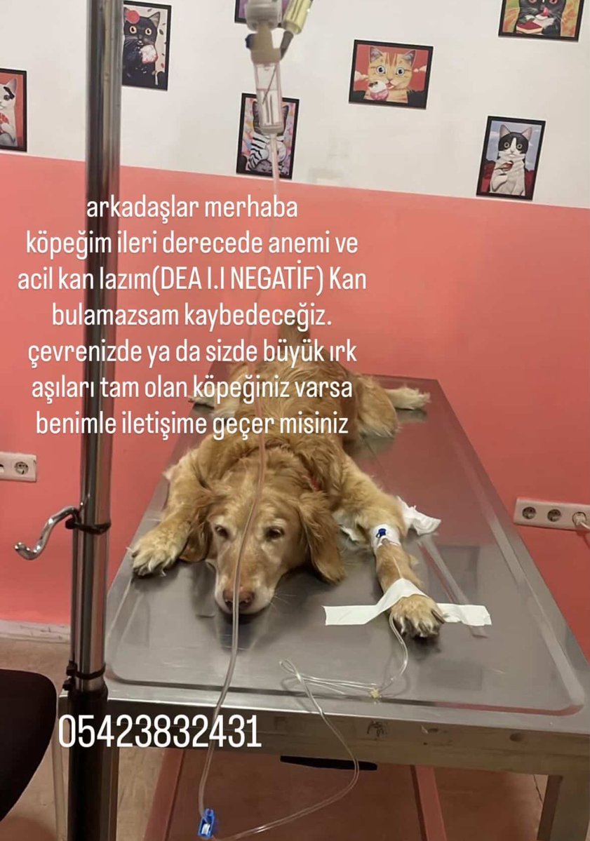 Fatih Koparan tweet media